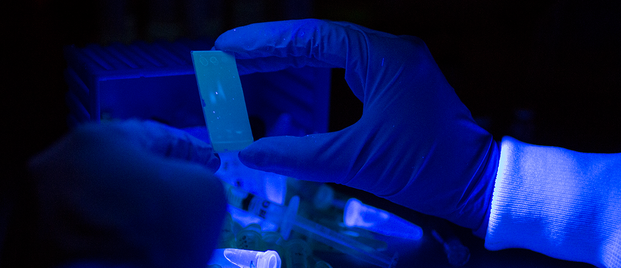 A gloved hand holds a slide under a black light.